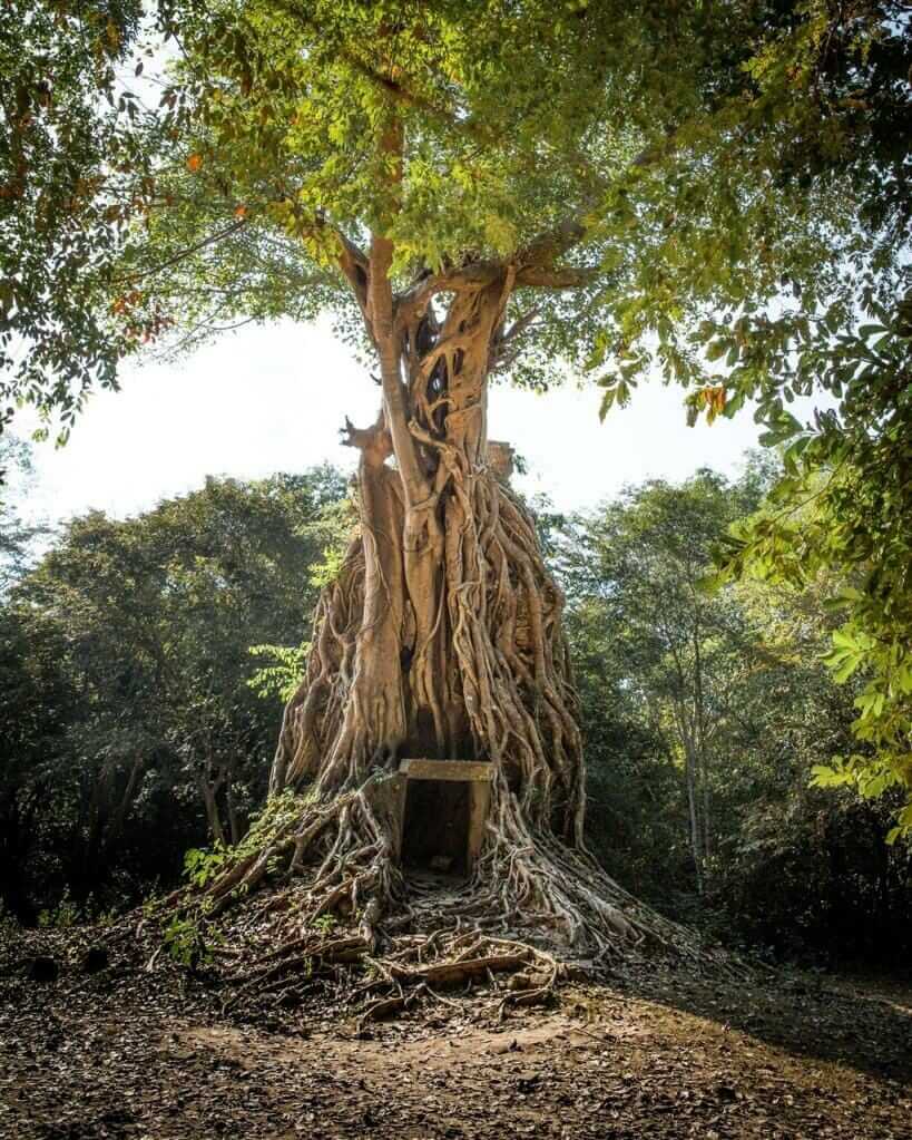 Darren Yaw loves this shrine under the tree in Sambor Prei Kuk, Cambodia - darrenyaw.com